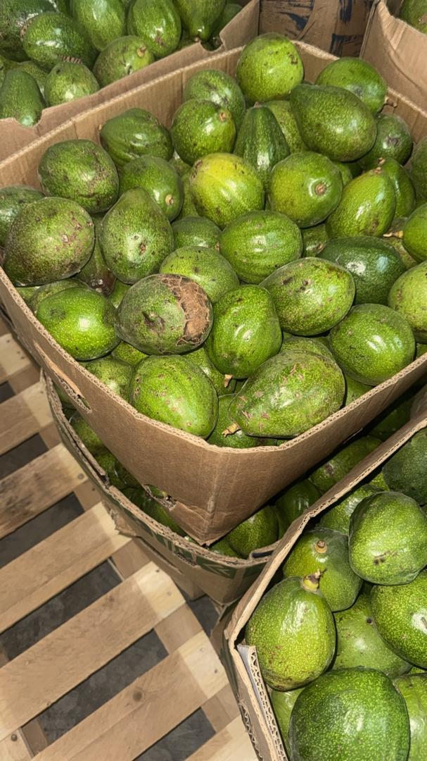 Avocats Égypte